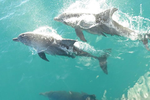 Roebuck Bay Snubfin Dolphin Cruise - Tourism Gold Coast 0