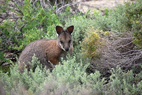 Pink Lake + Abrolhos Islands Nature Tour - Tourism Gold Coast 2