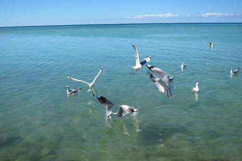 Pink Lake + Abrolhos Islands Nature Tour - Tourism Gold Coast 4