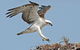 Pink Lake + Abrolhos Islands Nature Tour - thumb 5