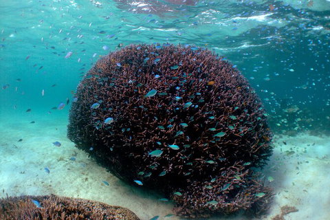 5 Night Ningaloo Reef Ningaloo Escape From Coral Bay - Tourism Gold Coast 3