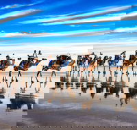 Broome Pre-sunset Camel Tour 30 minutes - Tourism Gold Coast