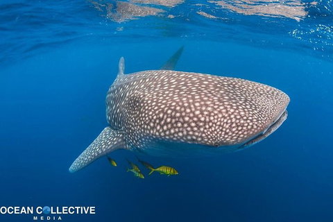 Whale Shark Adventure Tour - Tourism Gold Coast 11