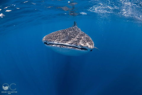 Whale Shark Adventure Tour - Tourism Gold Coast 1