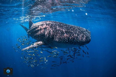 Whale Shark Adventure Tour - Tourism Gold Coast 2