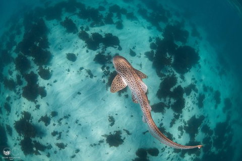 Whale Shark Adventure Tour - Tourism Gold Coast 3