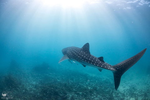 Whale Shark Adventure Tour - Tourism Gold Coast 9
