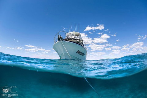 Whale Shark Adventure Tour - Tourism Gold Coast 10