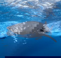 Whale Shark Adventure Tour - Tourism Gold Coast