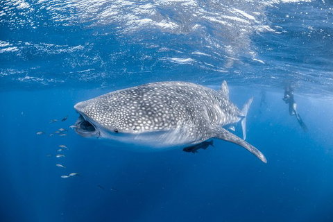 Whale Shark Adventure Tour - Tourism Gold Coast 0