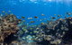 Whale Shark Adventure Tour - thumb 5
