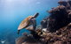 Whale Shark Adventure Tour - thumb 4