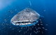 Whale Shark Adventure Tour - thumb 8