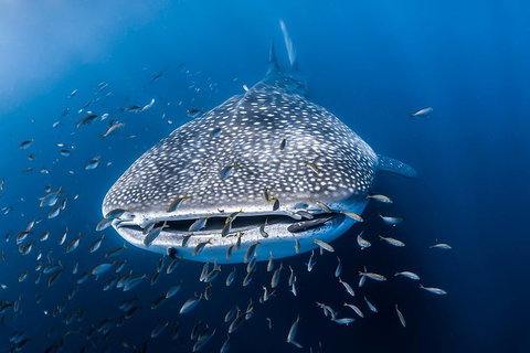 Whale Shark Adventure Tour - Tourism Gold Coast 8