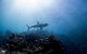 Whale Shark Adventure Tour - thumb 6