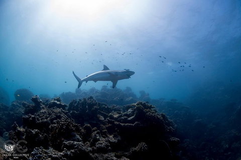 Whale Shark Adventure Tour - Tourism Gold Coast 6