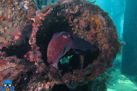 PADI Open Water Course - Tourism Gold Coast 1