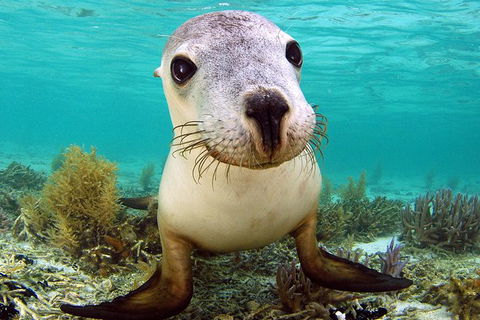Abrolhos Islands 5 Day Tours - Tourism Gold Coast 6