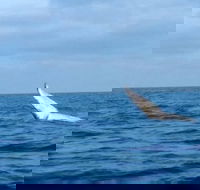 Whale Watching boat tour in Geraldton - Tourism Gold Coast