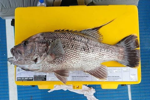 Abrolhos Islands Fishing Charter - Tourism Gold Coast 2