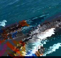 AOC Broome Whale Watching - Tourism Gold Coast