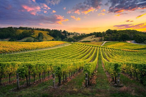 Swan Valley Sunset Wine Tour - Premium Small Group Tour - Tourism Gold Coast 0