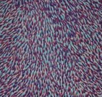 The Gate Gallery - Wollombi - Tourism Gold Coast