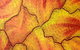 Red Desert Dreamings - thumb 0