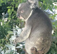 Whiteman Park - Gold Coast