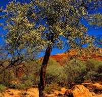 Mt Romance Australia Pty Ltd - Gold Coast