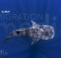 Migration Media - Tourism Gold Coast