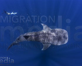 Migration Media - Tourism Gold Coast 0