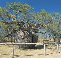 Boab Prison Tree - Tourism Gold Coast