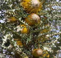 Woylie Walk Dryandra Woodland - Tourism Gold Coast