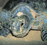 Turtle Nesting Season - Tourism Gold Coast