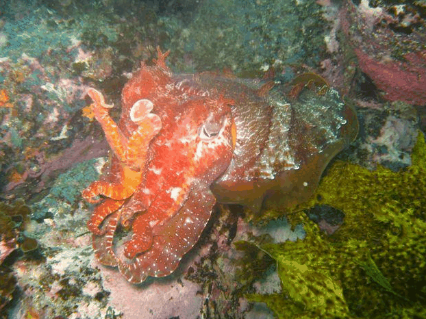 Jervis Bay Dive Charters - Tourism Gold Coast 0