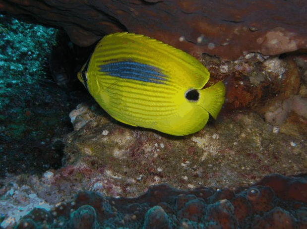 Jervis Bay Dive Charters - Tourism Gold Coast 1