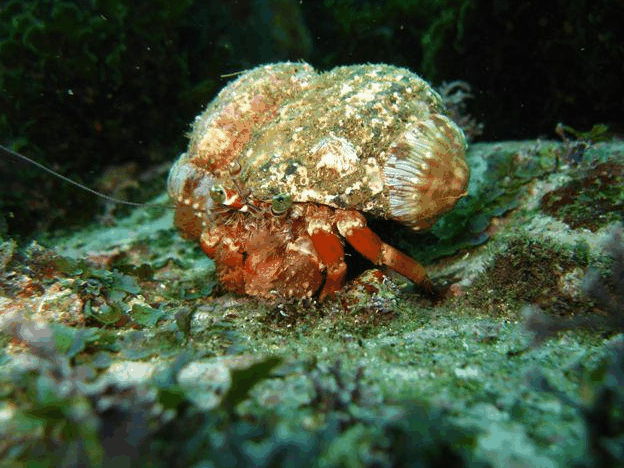 Jervis Bay Dive Charters - Tourism Gold Coast 2