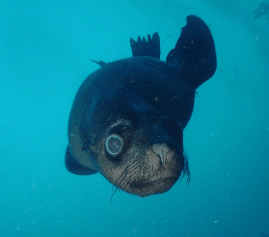 Jervis Bay Dive Charters - Tourism Gold Coast 3