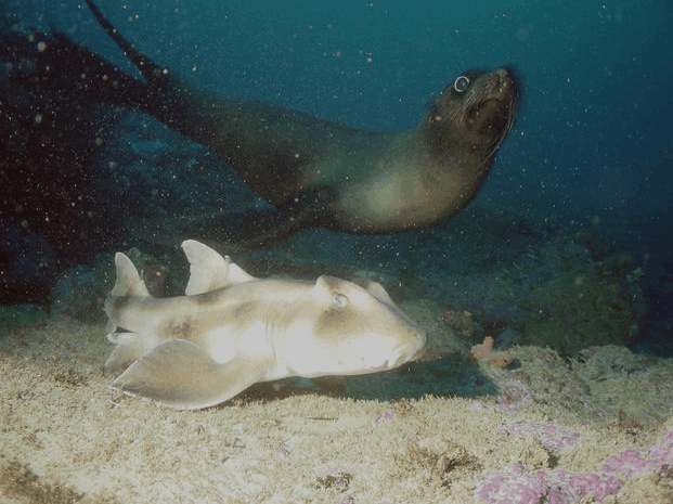 Jervis Bay Dive Charters - Tourism Gold Coast 4