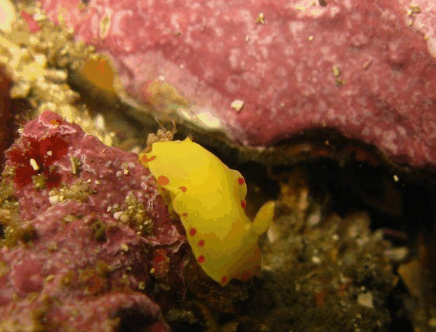 Jervis Bay Dive Charters - Tourism Gold Coast 5