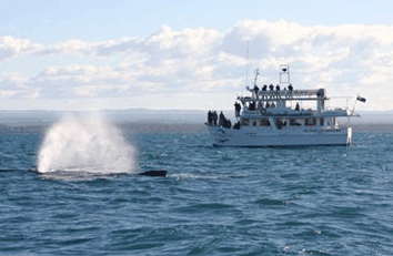 Dolphin Watch Cruises - Tourism Gold Coast 0