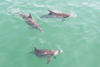 Dolphin Watch Cruises - Tourism Gold Coast 1