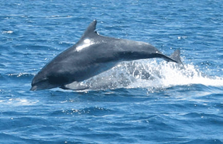 Dolphin Watch Cruises - Tourism Gold Coast 3