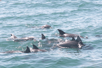 Dolphin Watch Cruises - Tourism Gold Coast 4