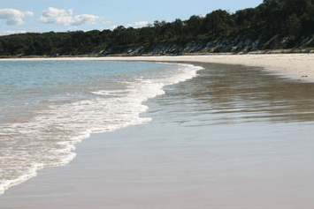 Dolphin Watch Cruises - Tourism Gold Coast 5