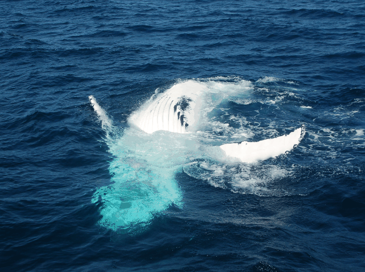 Dolphin Wild Cruises - Tourism Gold Coast 0
