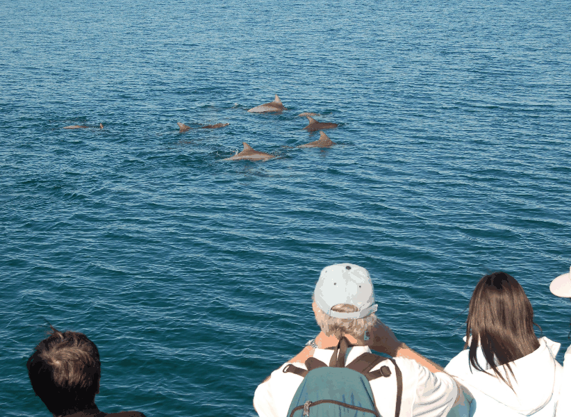Dolphin Wild Cruises - Tourism Gold Coast 3