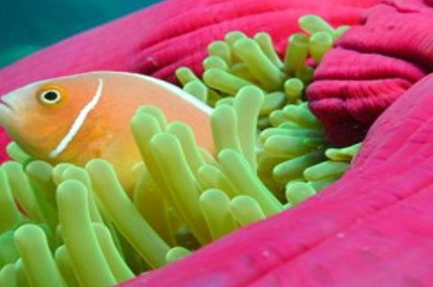 Great Adventures Reef And Green Island Cruises - Tourism Gold Coast 2