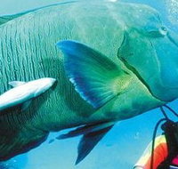 Aristocat Snorkel and Scuba Port Douglas - Gold Coast